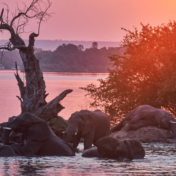 activity-synopsis-885-by-828-84-qnr27zhuy1xp52hyfz6hc53daz6s75dx4axu2uz8ts